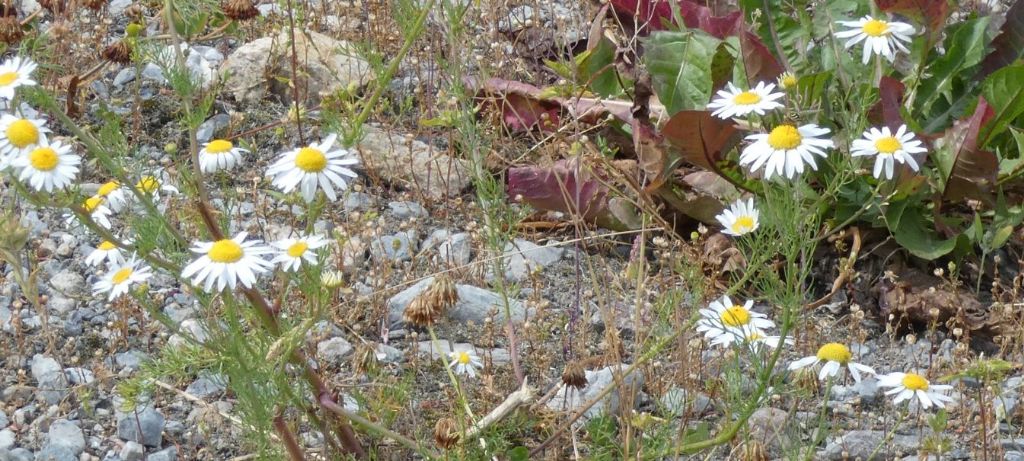 Nell''alveo del Lago di Livigno:  Polygonum arenastrum e Tripleurospermum  inodorum