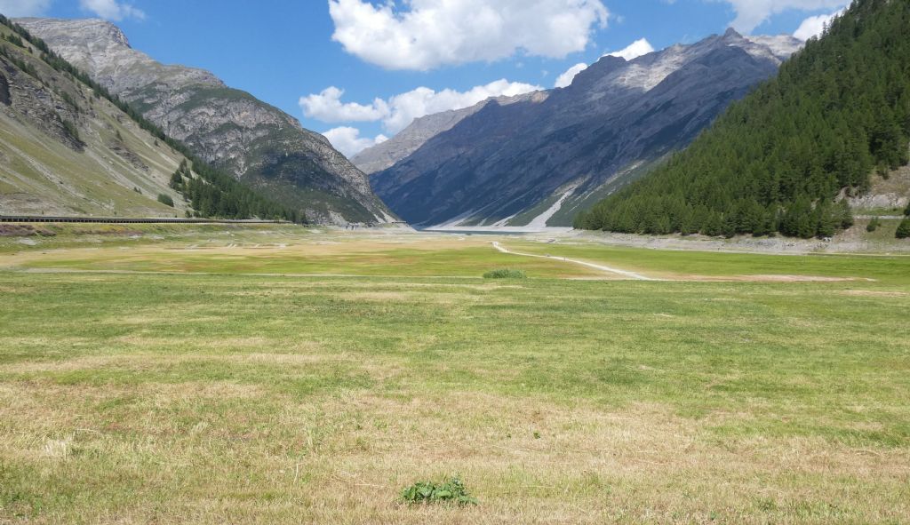 Nell''alveo del Lago di Livigno:  Polygonum arenastrum e Tripleurospermum  inodorum