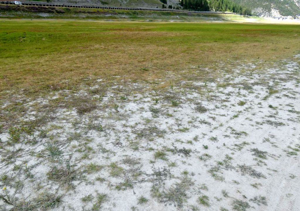 Nell''alveo del Lago di Livigno:  Polygonum arenastrum e Tripleurospermum  inodorum