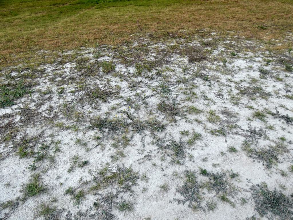 Nell''alveo del Lago di Livigno:  Polygonum arenastrum e Tripleurospermum  inodorum