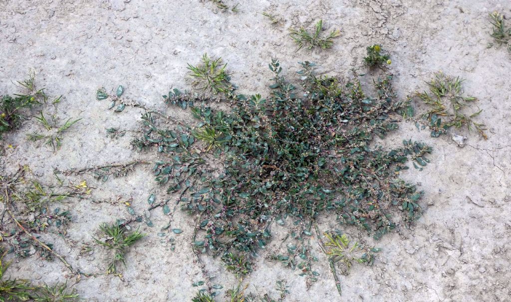 Nell''alveo del Lago di Livigno:  Polygonum arenastrum e Tripleurospermum  inodorum