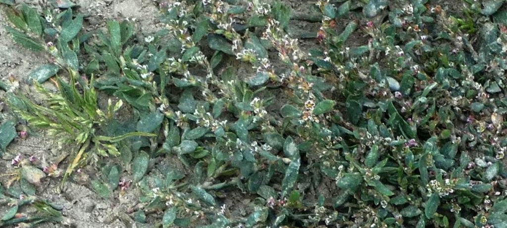 Nell''alveo del Lago di Livigno:  Polygonum arenastrum e Tripleurospermum  inodorum