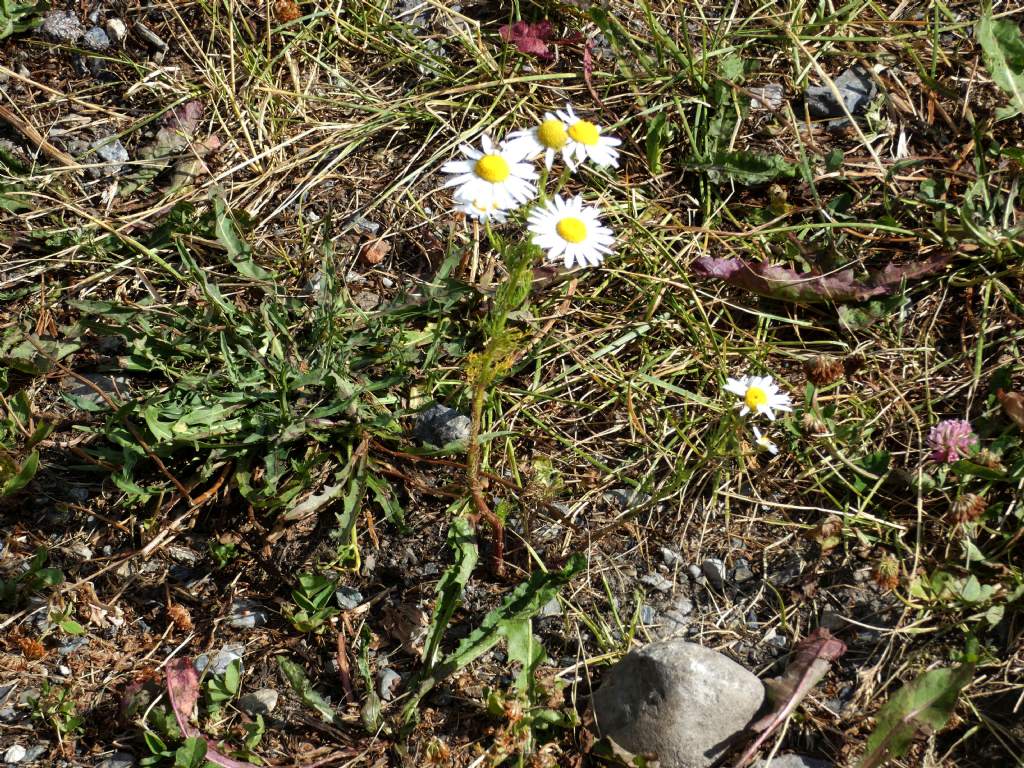 Nell''alveo del Lago di Livigno:  Polygonum arenastrum e Tripleurospermum  inodorum