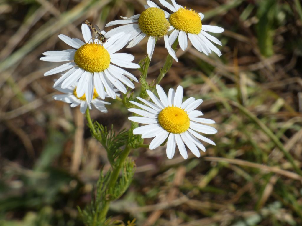 Nell''alveo del Lago di Livigno:  Polygonum arenastrum e Tripleurospermum  inodorum