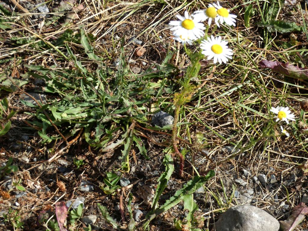 Nell''alveo del Lago di Livigno:  Polygonum arenastrum e Tripleurospermum  inodorum