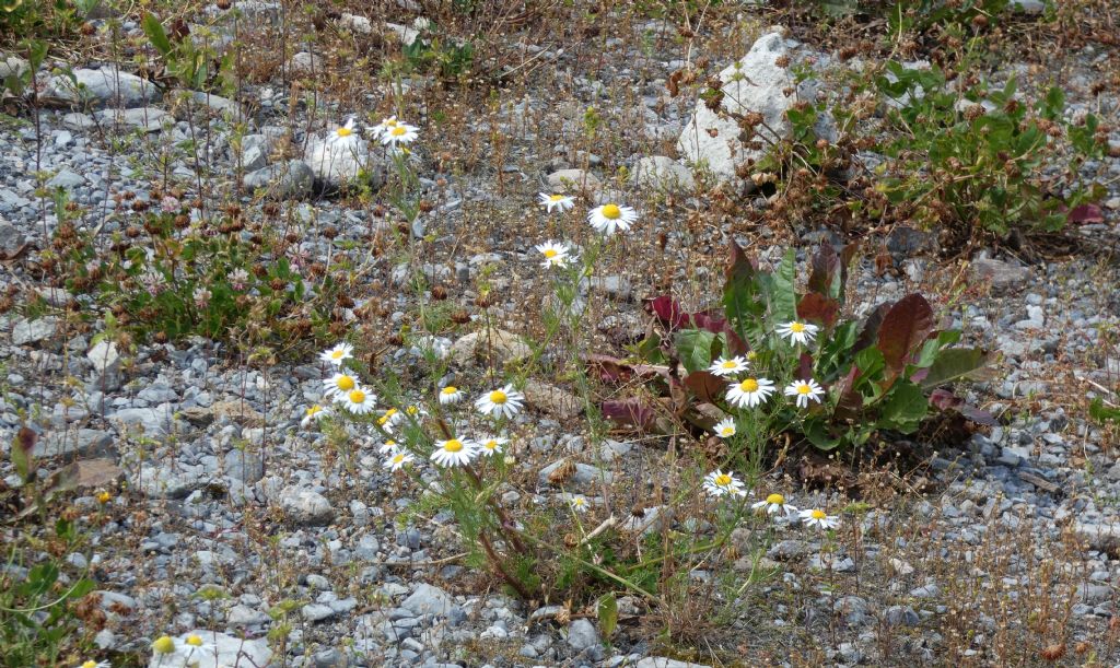 Nell''alveo del Lago di Livigno:  Polygonum arenastrum e Tripleurospermum  inodorum