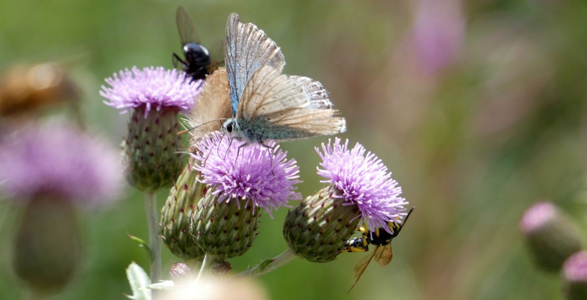 Lycaenidae consunta: Lysandra coridon, maschio