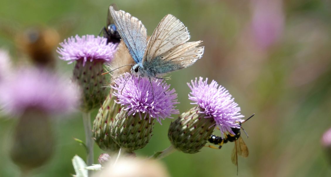 Lycaenidae consunta: Lysandra coridon, maschio