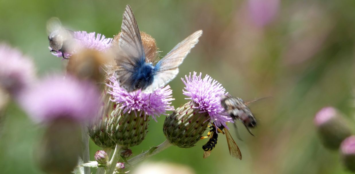 Lycaenidae consunta: Lysandra coridon, maschio