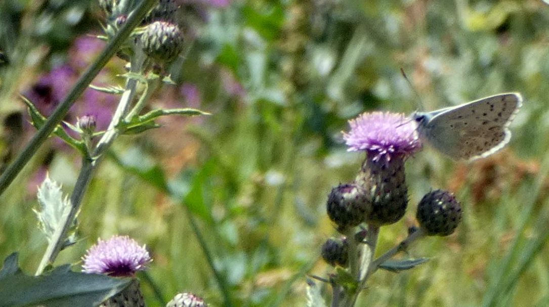 Lycanidae: Lysandra coridon, maschio