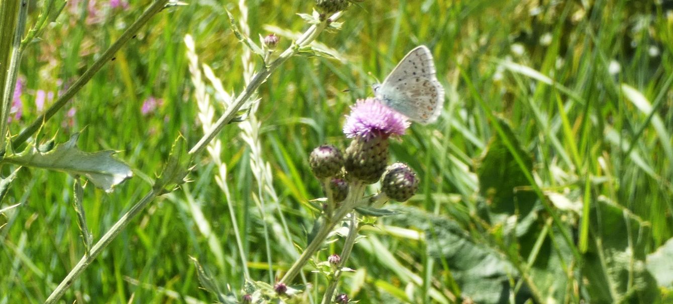 Lycanidae: Lysandra coridon, maschio