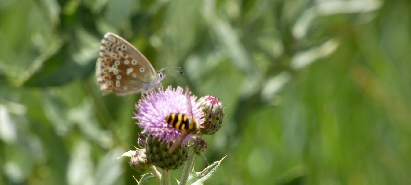 Lycaenidae: Lysandra coridon, femmina