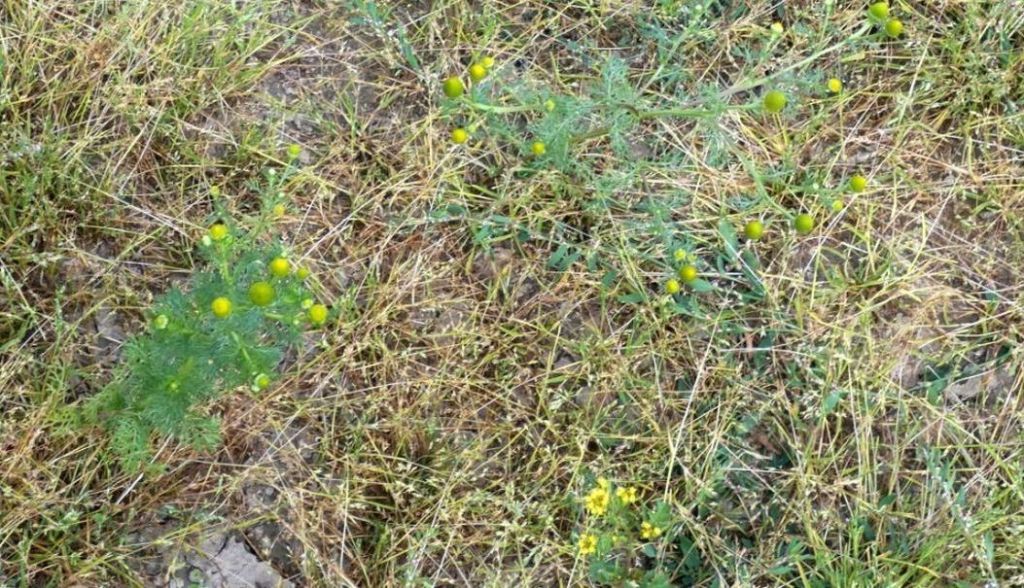 Nell''alveo del Lago di Livigno: Poa cfr.supina e Matricaria discoidea