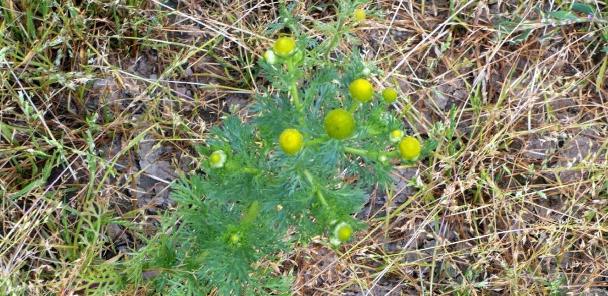 Nell''alveo del Lago di Livigno: Poa cfr.supina e Matricaria discoidea
