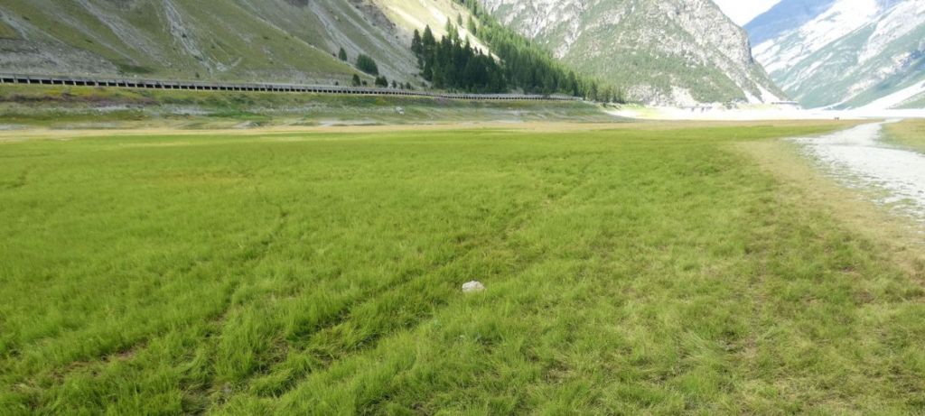 Nell''alveo del Lago di Livigno: Poa cfr.supina e Matricaria discoidea