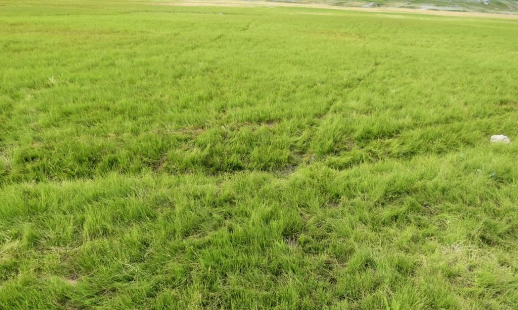 Nell''alveo del Lago di Livigno: Poa cfr.supina e Matricaria discoidea