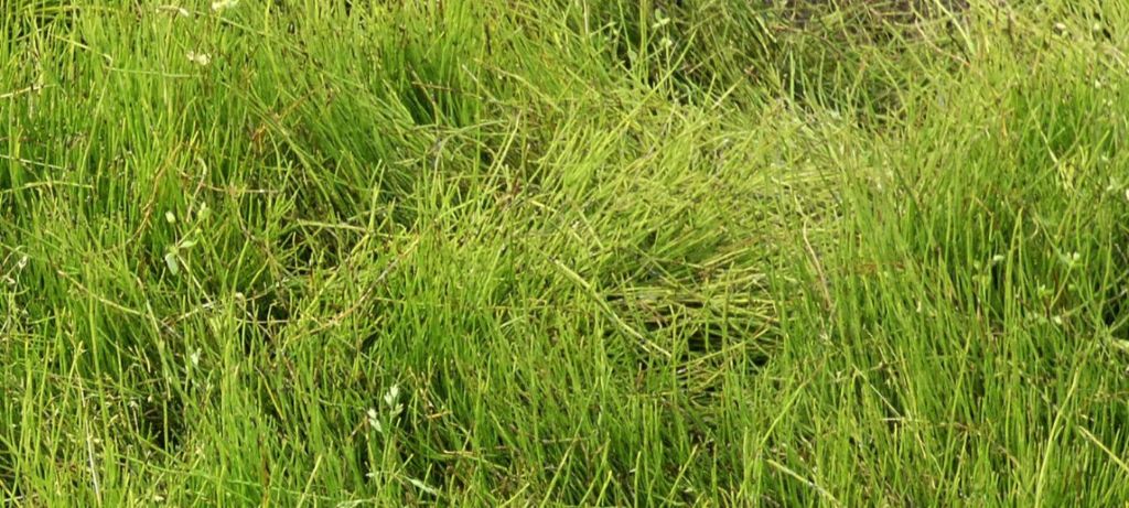 Nell''alveo del Lago di Livigno: Poa cfr.supina e Matricaria discoidea