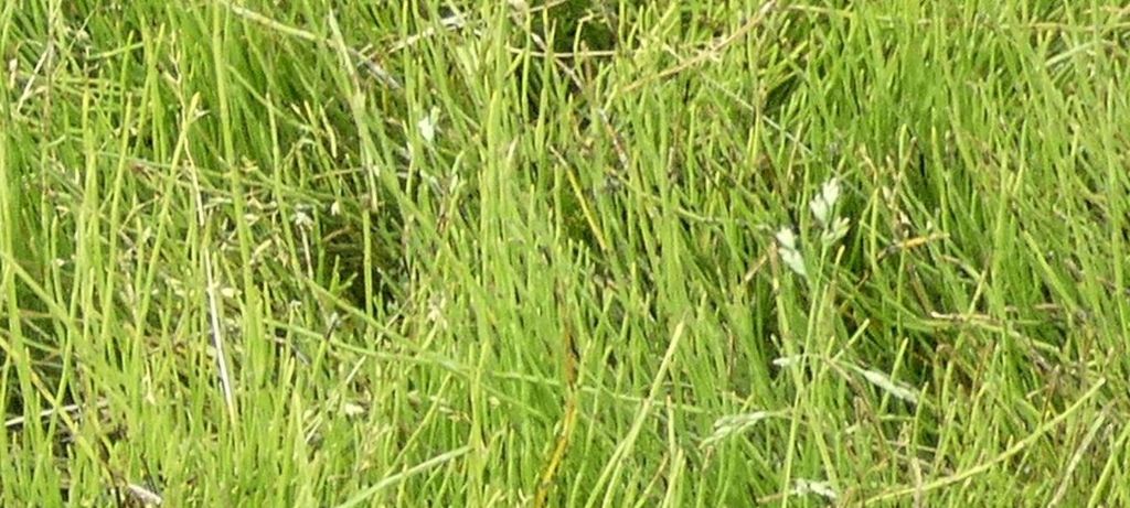 Nell''alveo del Lago di Livigno: Poa cfr.supina e Matricaria discoidea