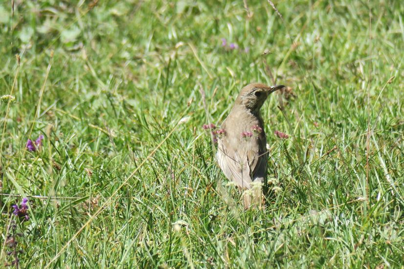 Tordela (Turdus viscivorus)