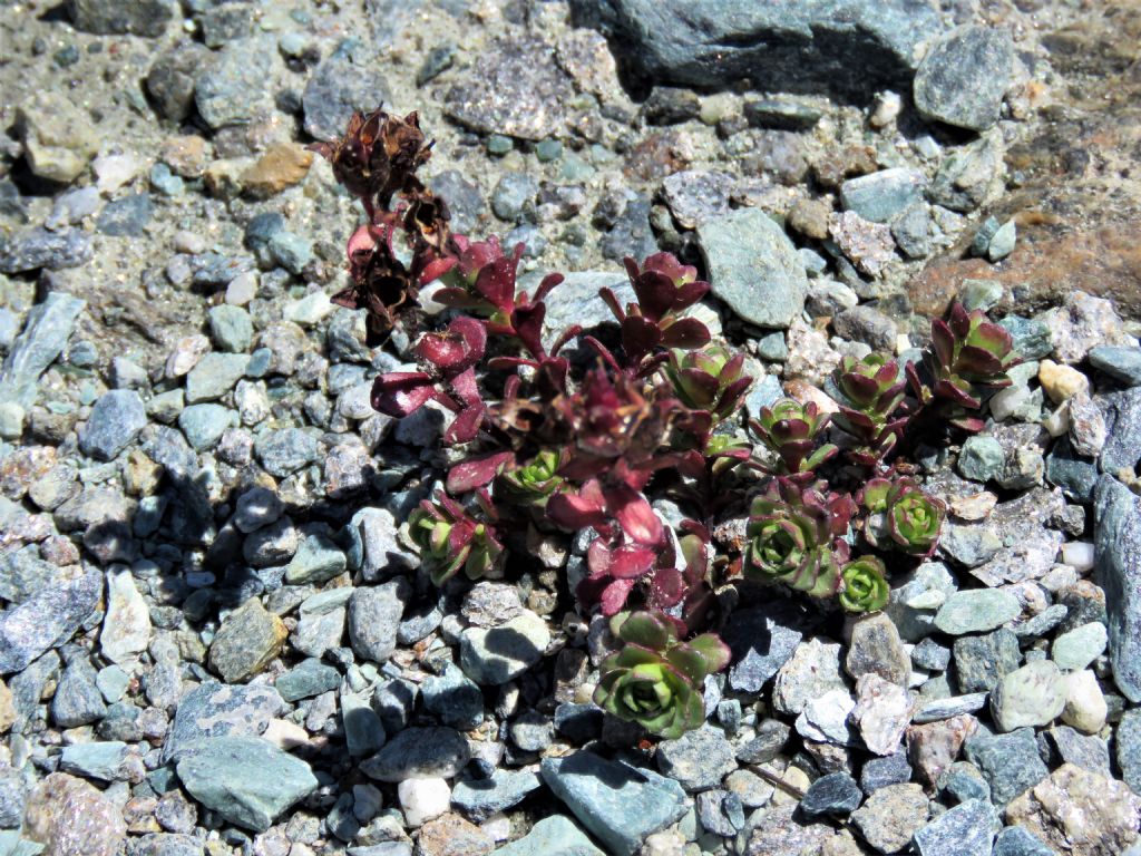 Hylotelephium anacampseros (Crassulaceae)