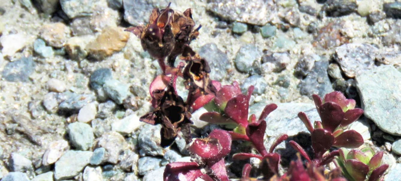 Hylotelephium anacampseros (Crassulaceae)