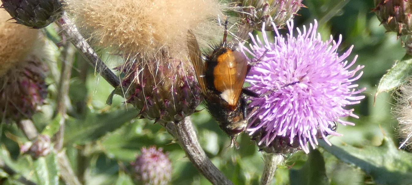 Tachinidae: Tachina sp.