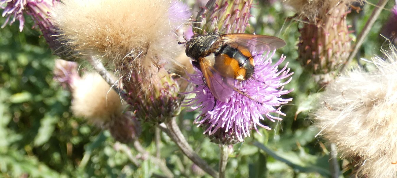 Tachinidae: Tachina sp.