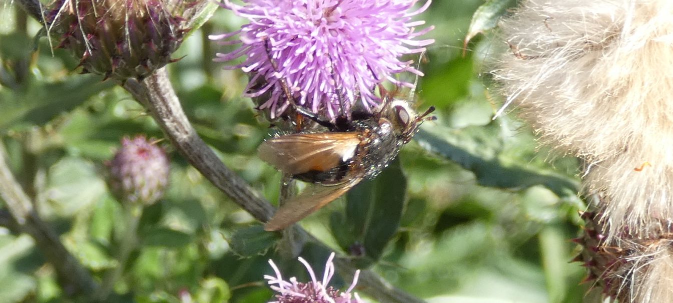 Tachinidae sp.