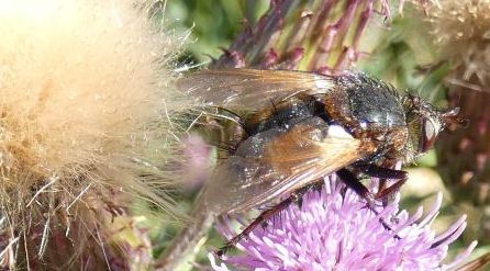 Tachinidae sp.