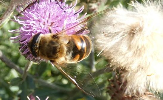 Syrphidae: ancora Eristalis tenax femmina?  S