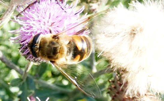 Syrphidae: ancora Eristalis tenax femmina?  S