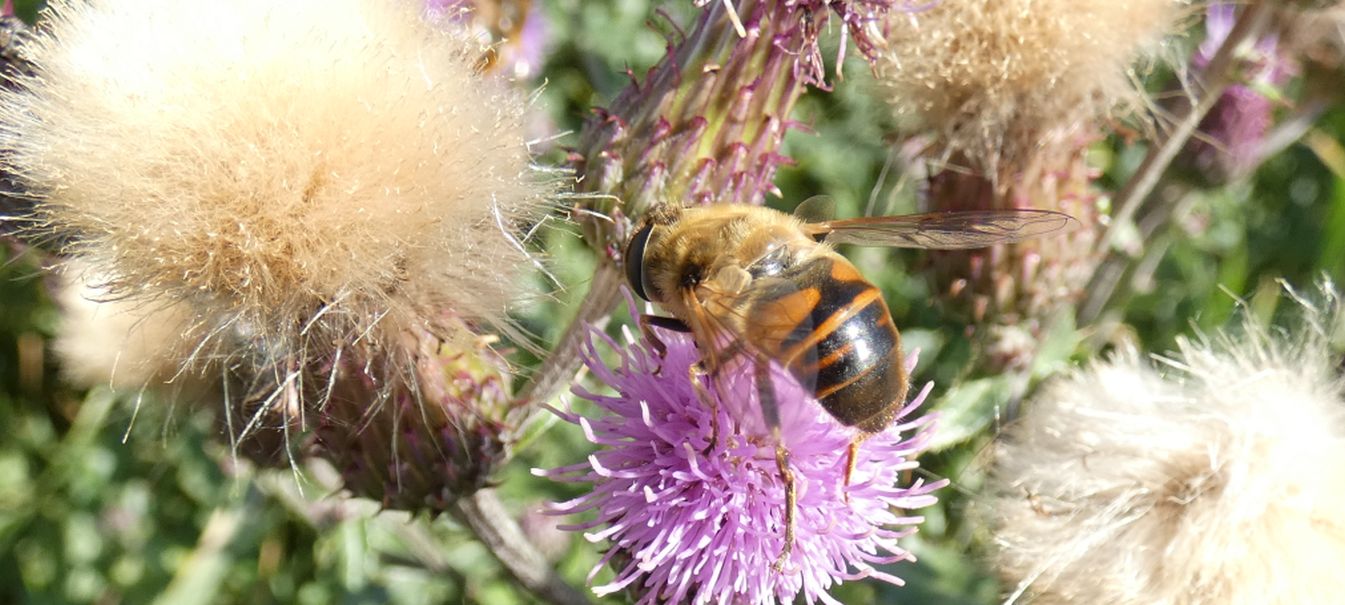 Syrphidae: ancora Eristalis tenax femmina?  S