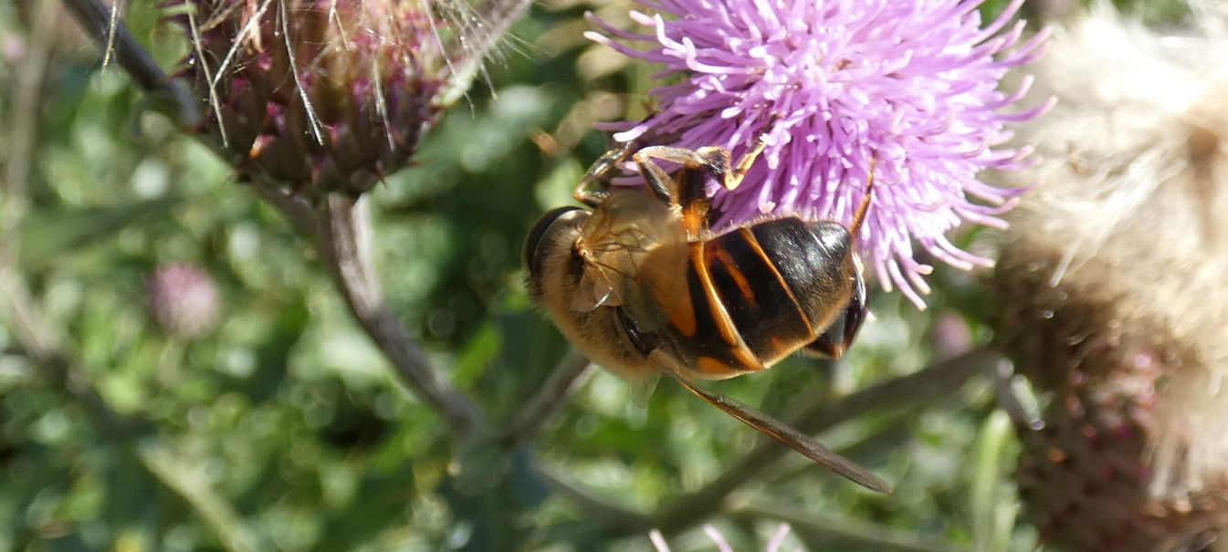 Syrphidae: ancora Eristalis tenax femmina?  S