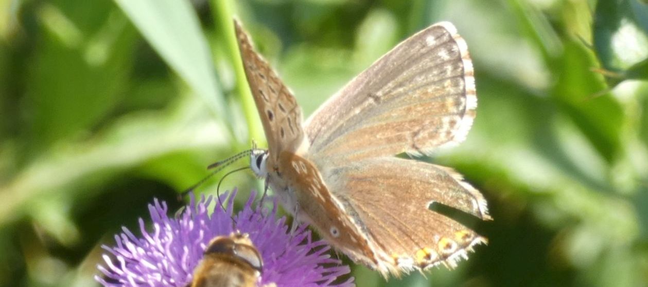 Lycaenidae: ancora Lysandra coridon femmina?  S