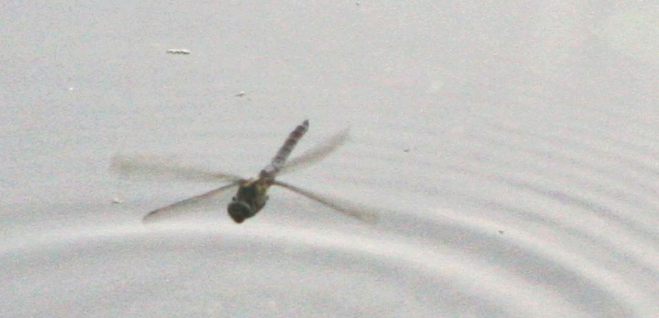 Orthetrum cancellatum