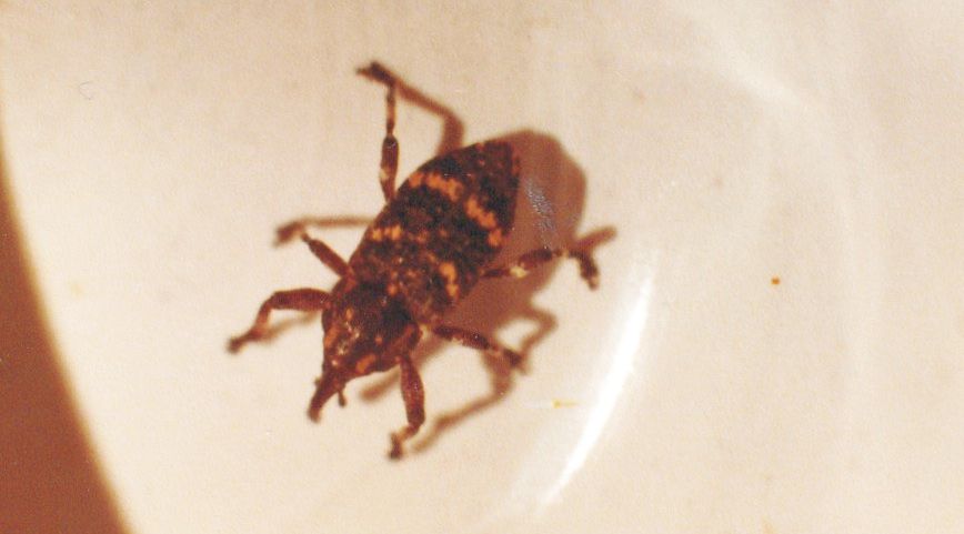 Curculionidae: Pissodes sp.