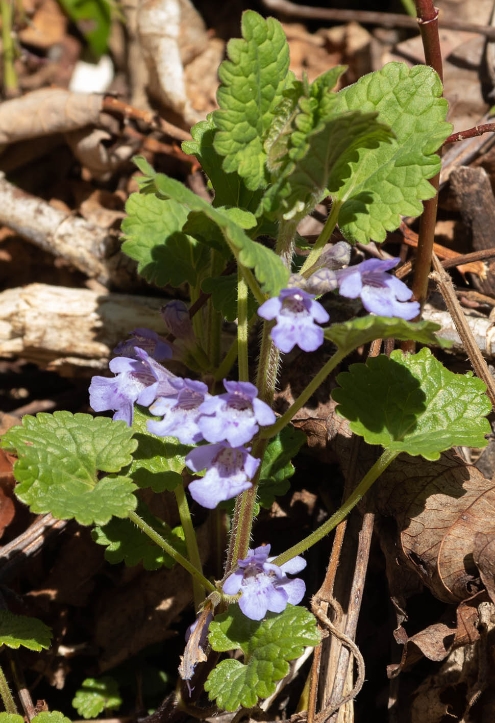 Lamiaceae: Glechoma cfr. herbacea