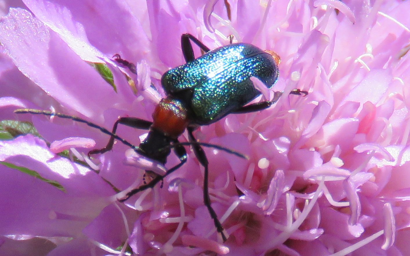 Cerambycidae: Gaurotes (Carilia) virginea