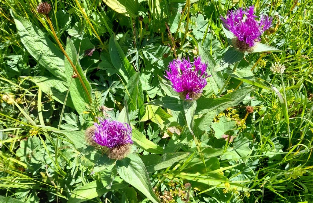 Centaurea sp.  (C. nervosa e C. pseudophrygia)