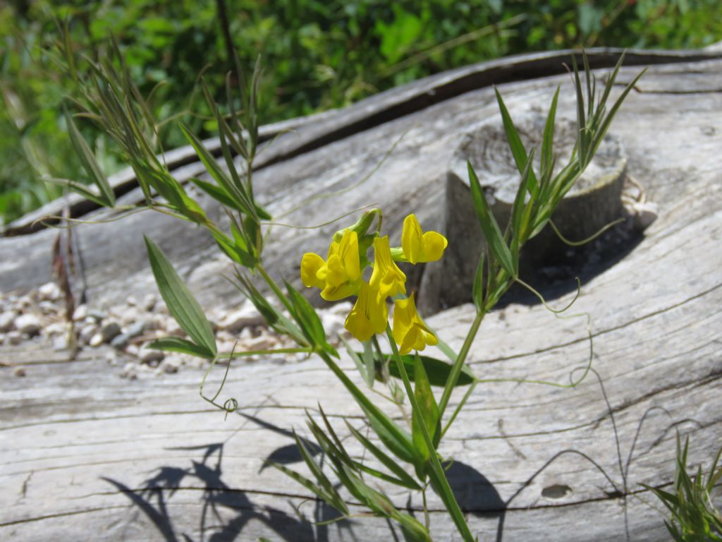 Fabaceae: Lathyrus pratensis