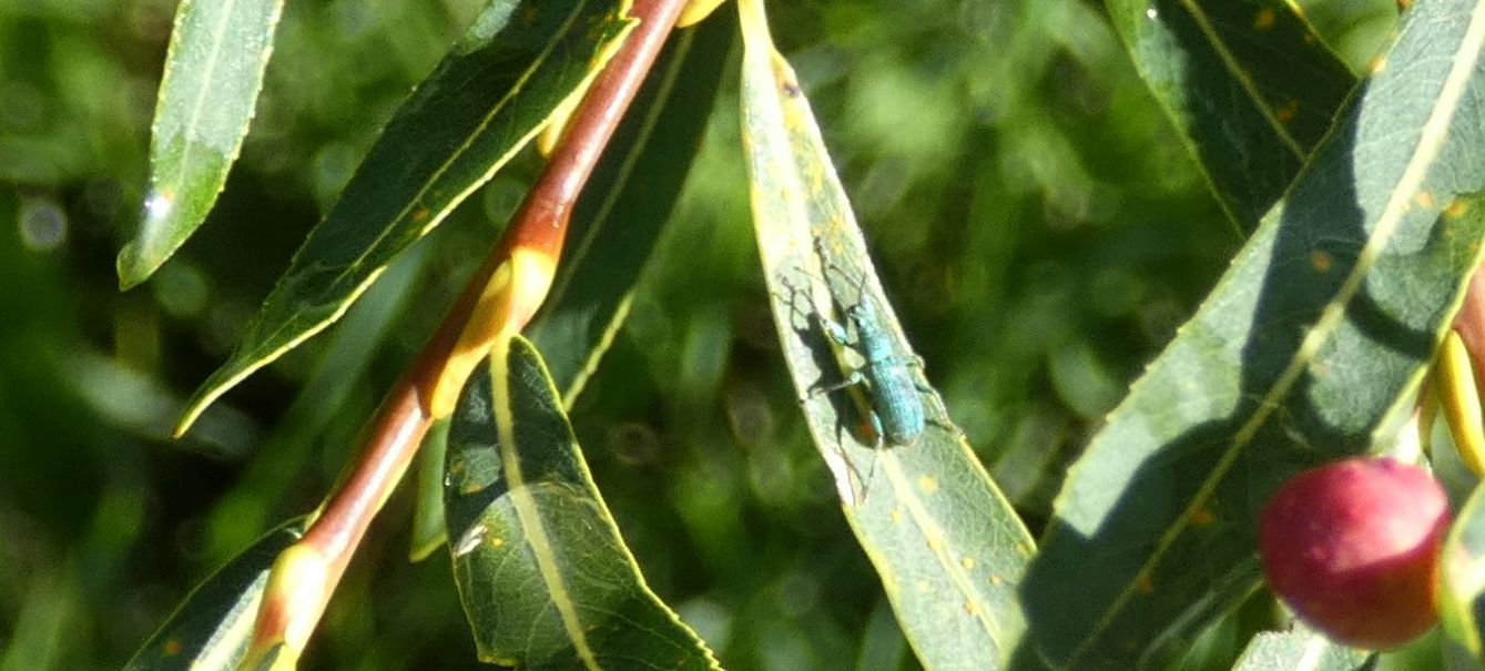 Curculionidae....
