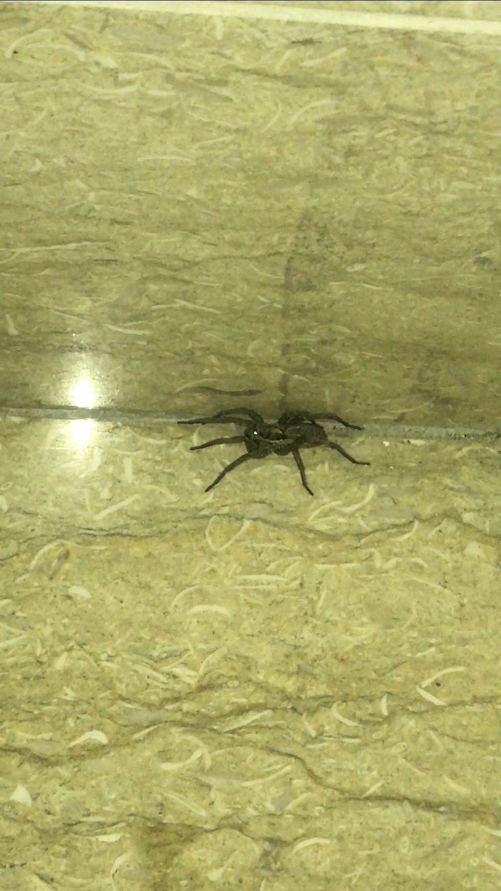 Lycosidae: Hogna radiata