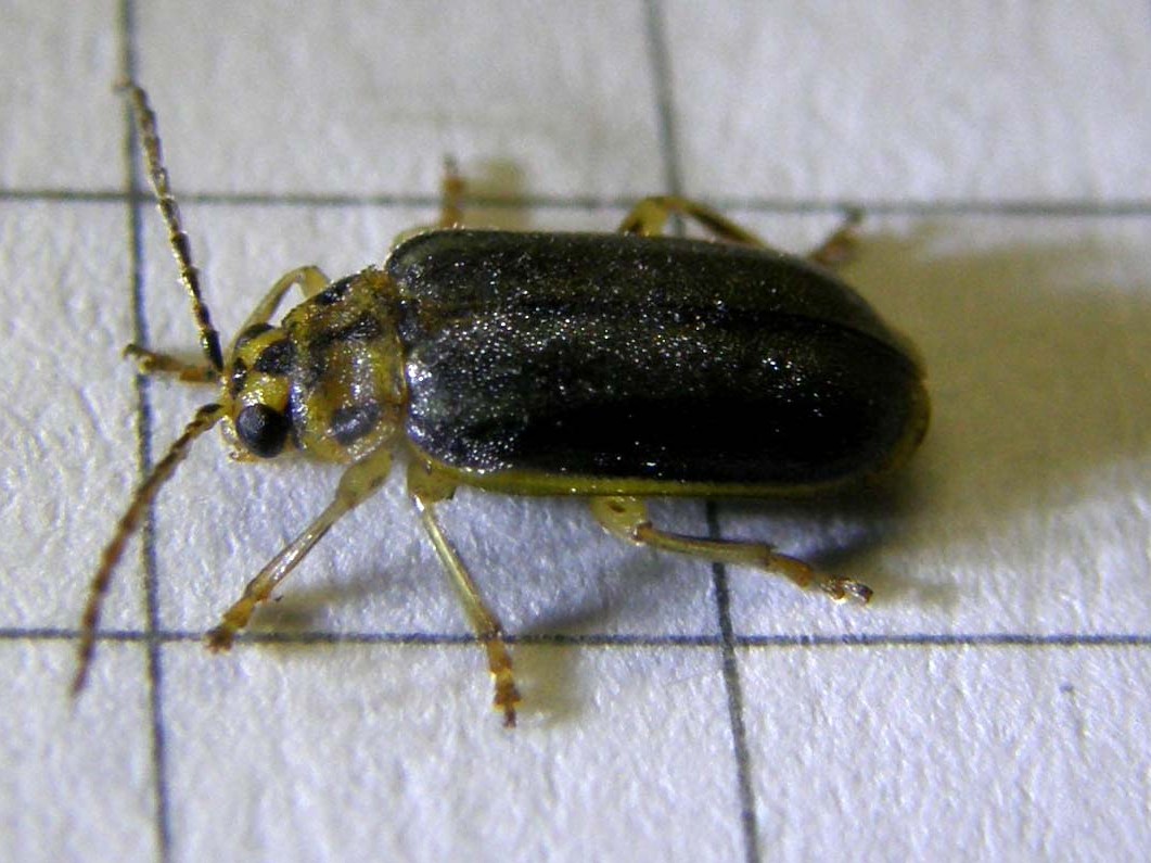 Xanthogaleruca luteola (obscuridorsis form)