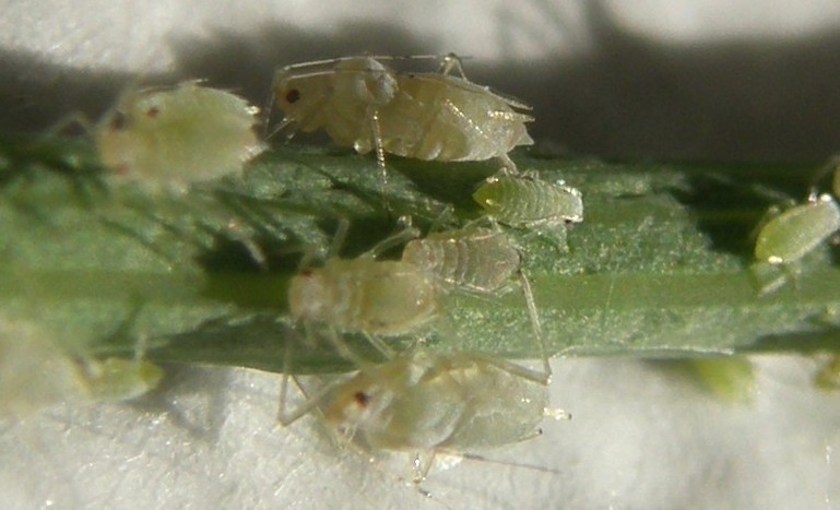 Afide su asteracea: Uroleucon sp.