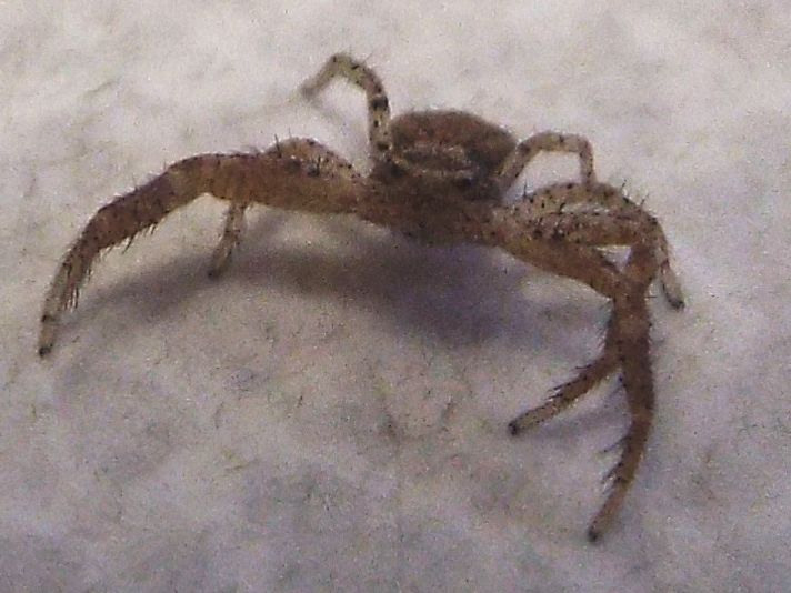 Piccolo Thomisidae casalingo:   Xysticus sp.