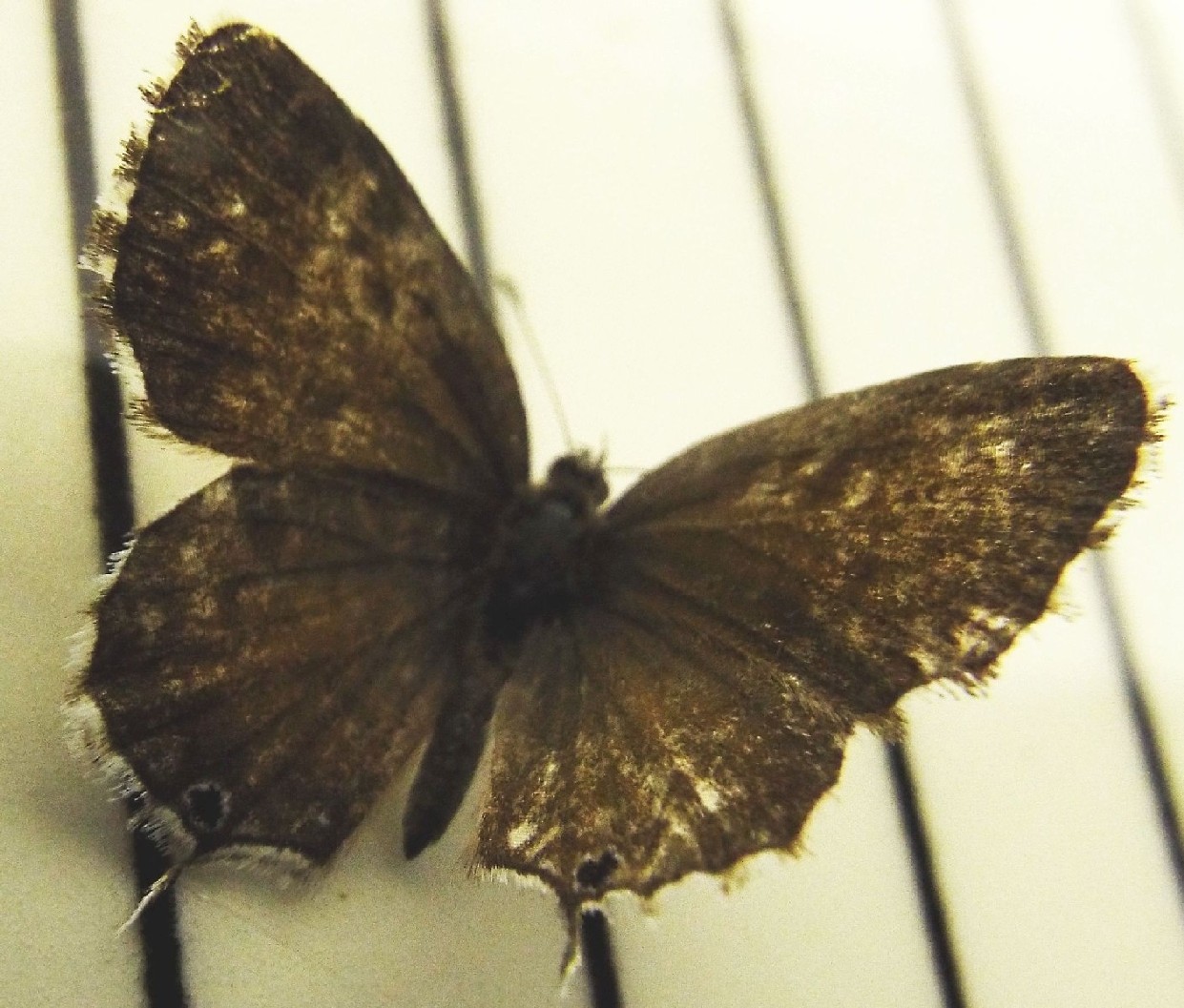 Cacyreus marshalli (Lycenidae)