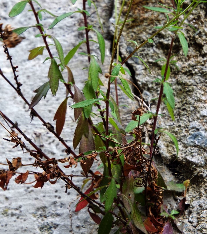 Erigeron karvinskianus / Cspica karvinskiana