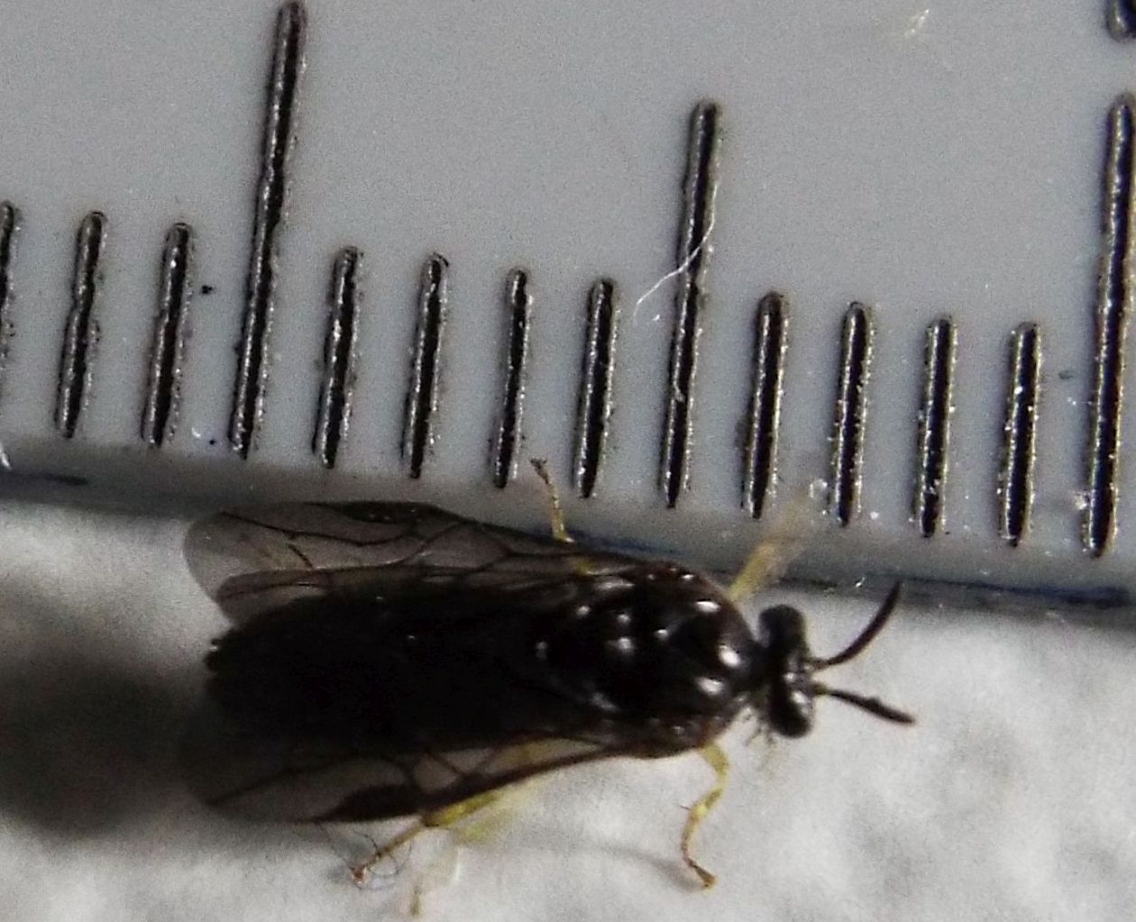 Aproceros leucopoda  (Argidae).