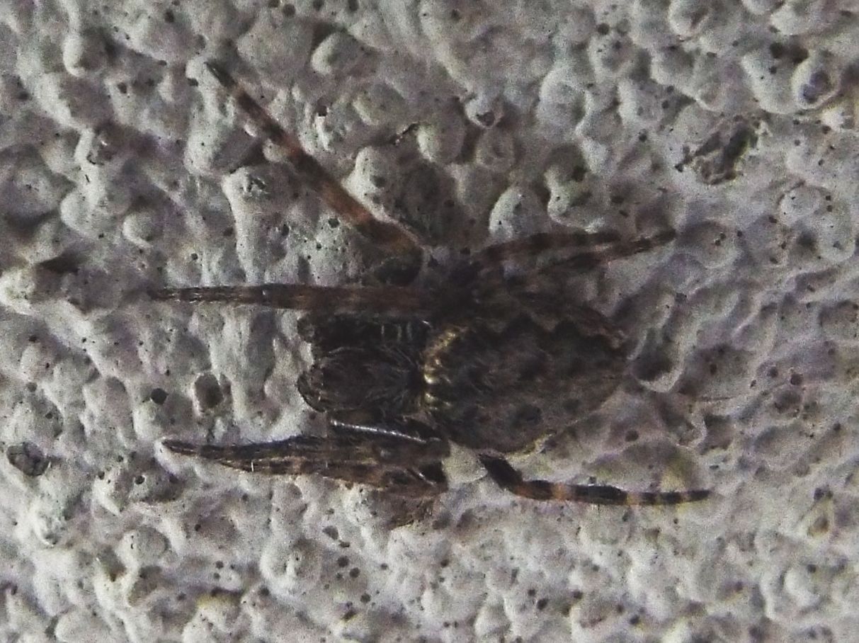 Nuctenea umbratica   - Casarile (MI)