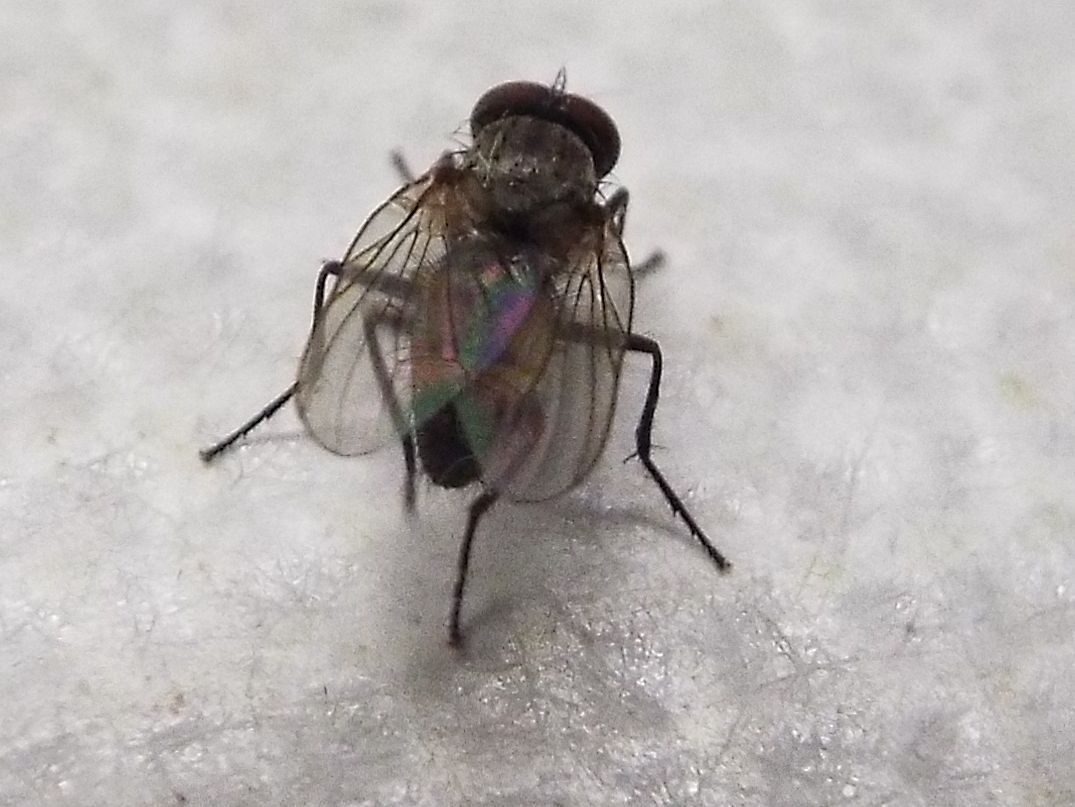 Fannia canicularis (Fanniidae), maschio